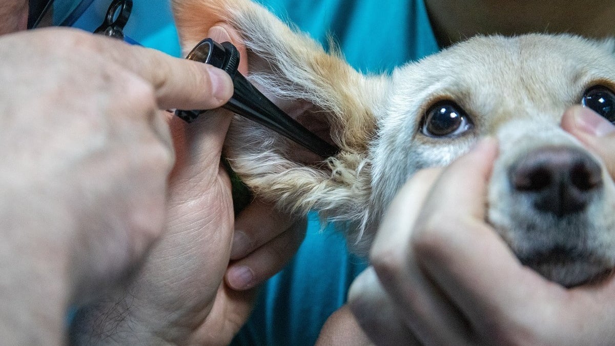 Illustration : "Comment souscrire à la Meilleure Mutuelle pour Chien et économiser sur les Soins Vétérinaires ?"