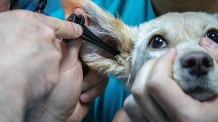 Illustration : Comment souscrire à la Meilleure Mutuelle pour Chien et économiser sur les Soins Vétérinaires ?