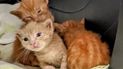 Illustration : Découverts dans la benne d’un camion de chantier, ces 3 chatons orphelins s’apprêtent à démarrer une nouvelle vie