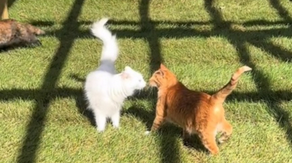 Illustration : Le moment magique où les chats d'un refuge découvrent leur nouveau jardin (vidéo)