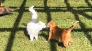 Illustration : Le moment magique où les chats d'un refuge découvrent leur nouveau jardin (vidéo)