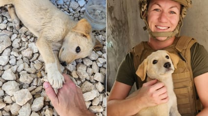 Illustration : De longs mois d'attente et d'espoir pour une militaire rentrée au pays et la chienne qu'elle a sauvée en déploiement