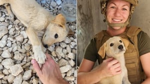 Illustration : "De longs mois d'attente et d'espoir pour une militaire rentrée au pays et la chienne qu'elle a sauvée en déploiement"