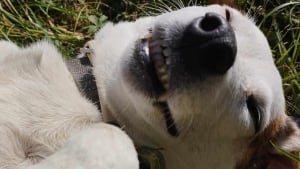 Illustration : Le propriétaire d'une chienne sauvée par les pompiers est sous le choc en recevant une facture de près de 10 000 euros