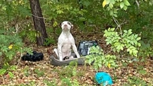 Illustration : "Incapable d'ouvrir le paquet de croquettes avec lequel il a été abandonné en forêt, ce chiot blessé espérait simplement qu'on le retrouve"