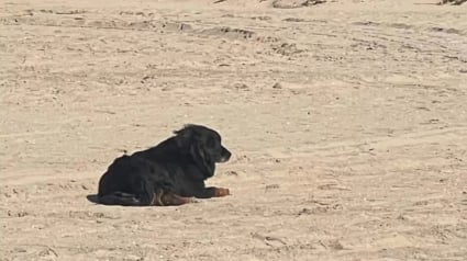 Illustration : Un chien perdu sur une plage par sa dog-sitter reconnaît le bruit familier d’une camionnette et explose de joie (vidéo)