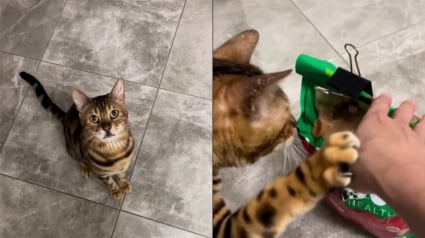 Illustration : Ce chat ayant éventré le sac de croquettes pour chien assume son geste et insiste pour avoir sa part (vidéo)