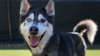 Illustration : Bret Michaels, Husky sauveur d'un chaton, rencontre le véritable Bret Michaels qui prend une merveilleuse décision