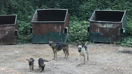 Illustration : Une famille entière de chiens jetée devant des bennes à ordures espérait encore le retour de ses propriétaires 