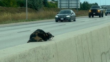 Illustration : Un couple voit une chatte blessée au milieu d'une autoroute fréquentée et décide de faire demi-tour