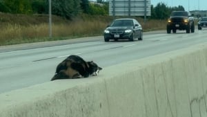 Illustration : Un couple voit une chatte blessée au milieu d'une autoroute fréquentée et décide de faire demi-tour