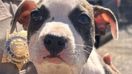 Illustration : Un chiot abandonné avec un collier de serrage autour du cou attire l'attention d'un camionneur qui choisit d'agir