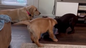 Illustration : La réaction de cette chienne exaspérée par les chiots turbulents de sa pet-sitter amuse le web (vidéo)