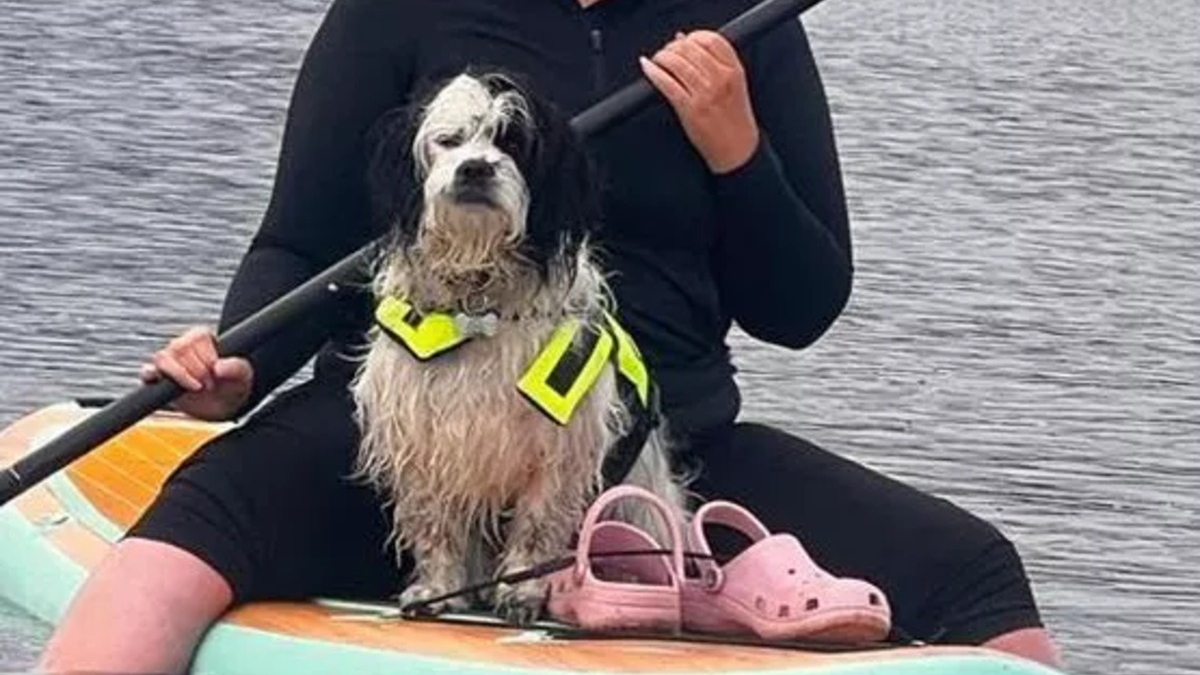 Illustration : "L'acte héroïque d'un inconnu voyant une chienne emportée par le courant violent d'une rivière"