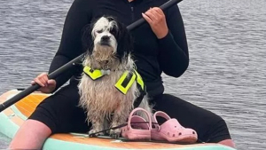 Illustration : L'acte héroïque d'un inconnu voyant une chienne emportée par le courant violent d'une rivière