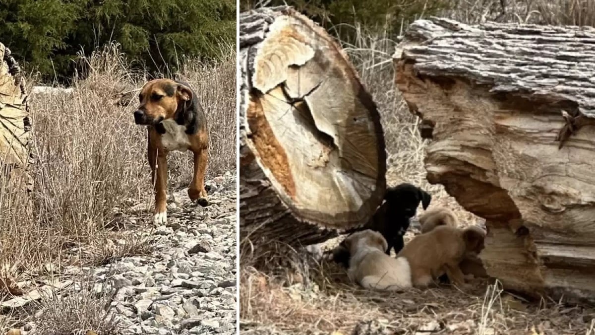 Illustration : "Une bénévole rencontre, par hasard, une chienne errante qui s'occupait d'un nombre stupéfiant de chiots abandonnés"