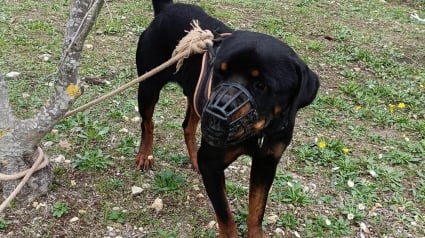 Illustration : Un Rottweiler abandonné en forêt et attaché à un arbre depuis 3 à 5 jours se bat pour surmonter ses traumatismes 