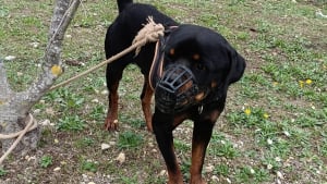 Illustration : "Un Rottweiler abandonné en forêt et attaché à un arbre depuis 3 à 5 jours se bat pour surmonter ses traumatismes "