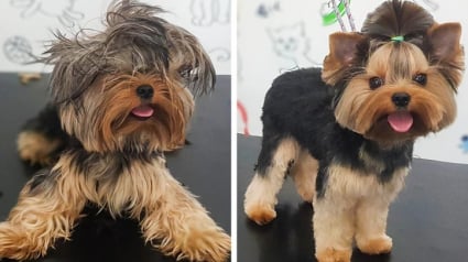 Illustration : 17 photos de chiens qui ont subi une réelle transformation après leur passage au salon de toilettage