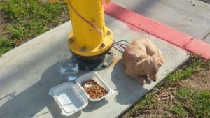 Illustration : "L’appétit coupé par son abandon, ce chiot attaché dans la rue n’a pas touché à la gamelle laissée par ses maîtres"