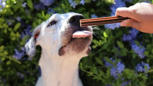 Illustration : "Dental Care, des sticks alléchants aux ingrédients naturels pour lutter contre la mauvaise haleine des chiens"