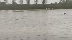 Illustration : Suivant son instinct, un chien de berger brave les inondations pour venir en aide à 3 brebis au bord de la noyade