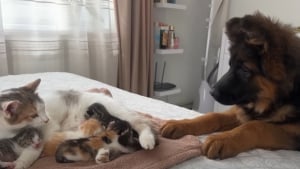 Illustration : La réaction de ce jeune Berger Allemand devant la naissance de chatons crée un engouement viral (vidéo)