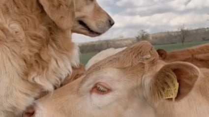 Illustration : Ce Golden Retriever retrouvant sa vache préférée laissant offre une scène d'émotion intense sur les réseaux sociaux (vidéo)