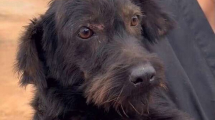 Illustration : Une chienne en détresse tente par tous les moyens d’attirer l’attention des passants et d’obtenir de l’aide (vidéo)