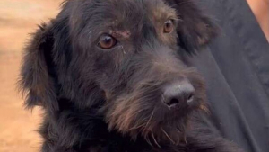 Illustration : Une chienne en détresse tente par tous les moyens d’attirer l’attention des passants et d’obtenir de l’aide (vidéo)