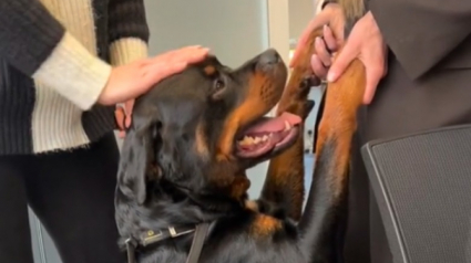 Illustration : Sa maîtresse l'emmène sur son lieu de travail pour la première fois et ce Rottweiler passe la plus belle journée de sa vie (vidéo)