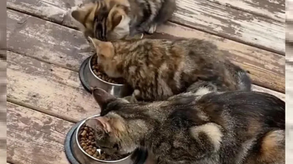 Illustration : Une famille au grand cœur transforme la vie d'une mère chatte et ses 2 petits venus lui demander de l'aide