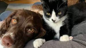 Illustration : Une femme recherchant son chat depuis 6 jours se fie à sa chienne qui la guide vers un puits de mine