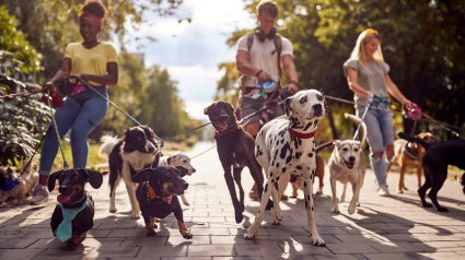 Illustration : À la découverte de Canidays, le premier événement festif dédié aux chiens et leur famille qui se tiendra du 23 au 25 août prochains