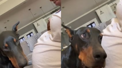 Illustration : L’adorable réaction d’un Doberman qui ressent le coup de pied du bébé dans le ventre de sa propriétaire (vidéo)