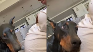 Illustration : "L’adorable réaction d’un Doberman qui ressent le coup de pied du bébé dans le ventre de sa propriétaire (vidéo)"