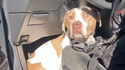 Illustration : Un chien saute dans la voiture d'une inconnue qui lance un appel à la solidarité pour pouvoir l'adopter (vidéo)