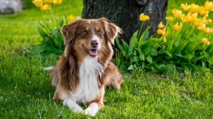 Illustration : Comment aménager votre jardin pour rendre votre chien heureux ?