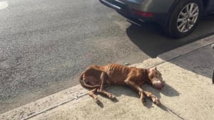 Illustration : Des passants découvrent une chienne squelettique inanimée dans la rue et sont surpris de constater qu’elle respire encore