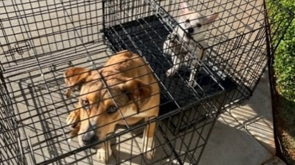 Illustration : Le personnel d’un refuge découvre 2 chiens attendant à l’entrée avec un dramatique message laissé par leur propriétaire 