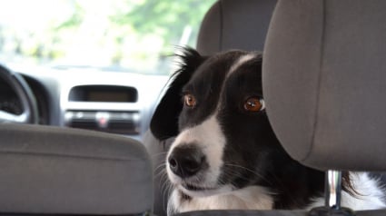 Illustration : Un chien "oublié" dans une voiture pendant 2 jours mobilise secours et forces de l'ordre