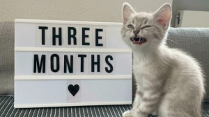 Illustration : 15 photos de chats qui savent montrer toutes leurs dents 