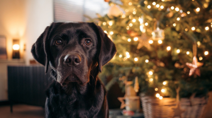 Illustration : 11 idées de cadeaux qui feront le bonheur de votre chat ou chien à Noël