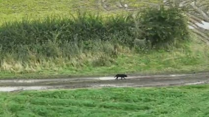 Illustration : En 2 heures à peine, un drone retrouve la trace d’une chienne aveugle disparue depuis 3 jours et recherchée par ses maîtres (vidéo)