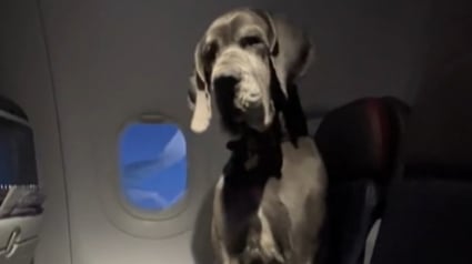 Illustration : Il prend l’avion avec son chien de soutien, un Dogue Allemand, et doit réserver 3 sièges