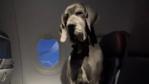 Illustration : Il prend l’avion avec son chien de soutien, un Dogue Allemand, et doit réserver 3 sièges