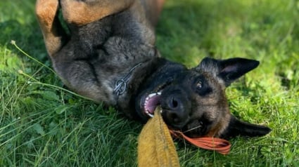 Illustration : Le parcours hors du commun de Ryuk, chien abandonné devenu gendarme pour sauver des vies