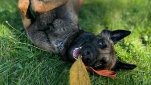 Illustration : "Le parcours hors du commun de Ryuk, chien abandonné devenu gendarme pour sauver des vies"