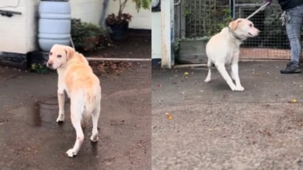 Illustration : Un Labrador abandonné dans un refuge ne comprend pas pourquoi ses maîtres s’en vont sans lui (vidéo)