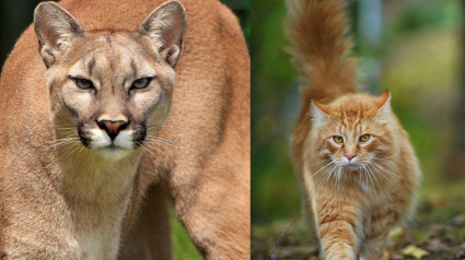 Illustration : Un chat pris pour un puma sème la panique dans une ville américaine